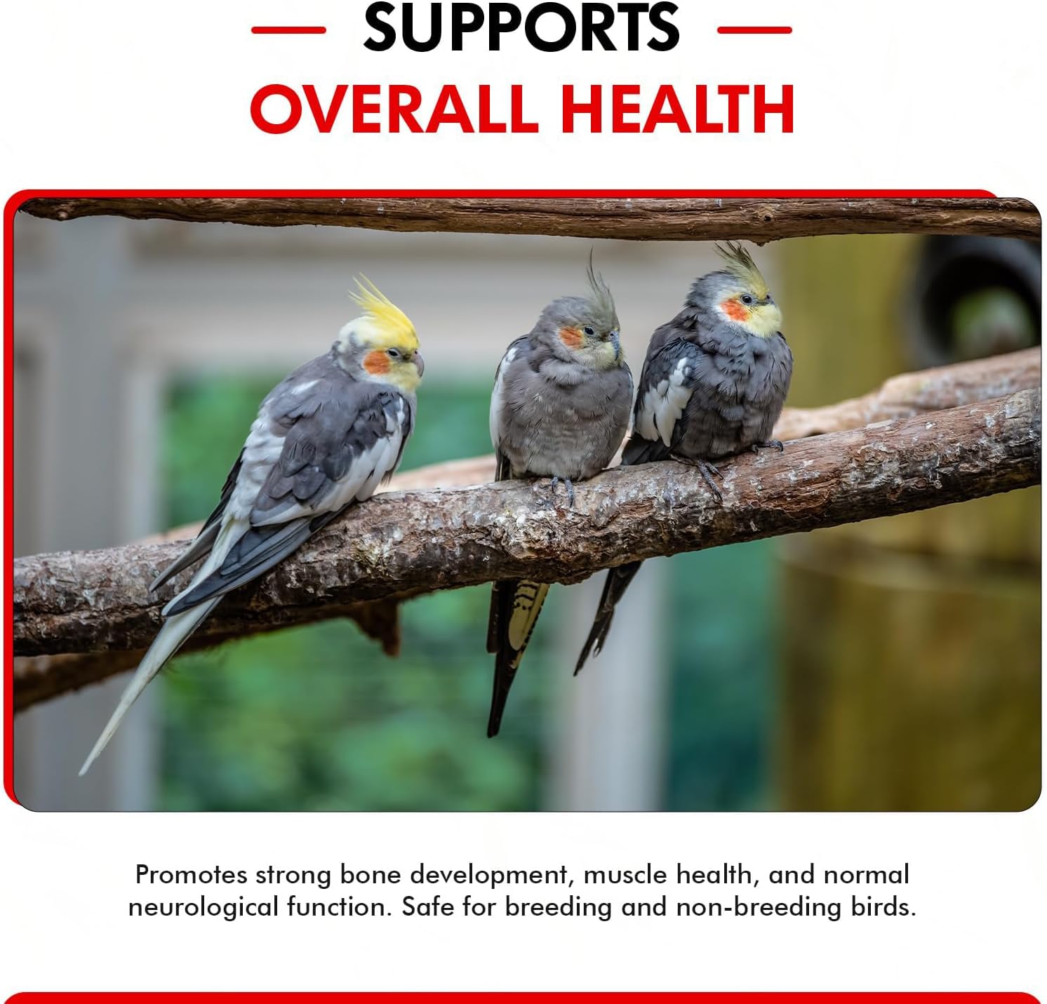 Morning Bird Calcium Plus Liquid for Birds – Calcium Supplement with Vitamins and Minerals for Strong Eggshells, Healthy Bones - Support Growth, Breeding, and Wellness for All Birds 4 Fl Oz - Happypetzone.online - Image 6
