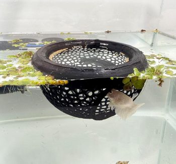 betta fish food