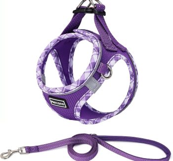 cat leash for walking
