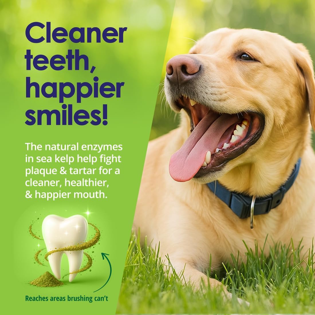 Dog Teeth Cleaning Powder, Dog Plaque and Tartar Remover, Bad Breath Treatment for Dogs with USDA Organic Sea Kelp Powder, Dog Dental Care Made Easy, for All Ages, 6oz - Happypetzone.online - Image 3