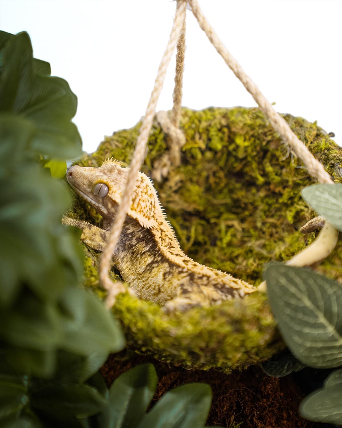 Handmade Crested Gecko Tank Decor – Hanging Shelter for Bearded Dragon Accessories, Reptile Hammock, Hermit Crab, Snake and Other Small Reptiles - Happypetzone.online - Image 7