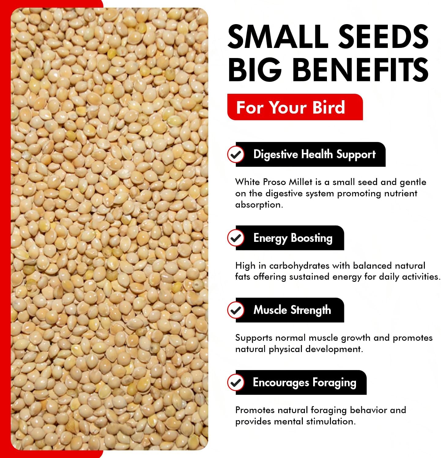 Morning Bird White Proso Millet 1.5 lbs – Unhulled Natural Bird Seed – Supports Feather Growth & Balanced Nutrition – High Energy Delicious Seed - Ideal for Finches, Parakeets & Pet Birds - Happypetzone.online - Image 5