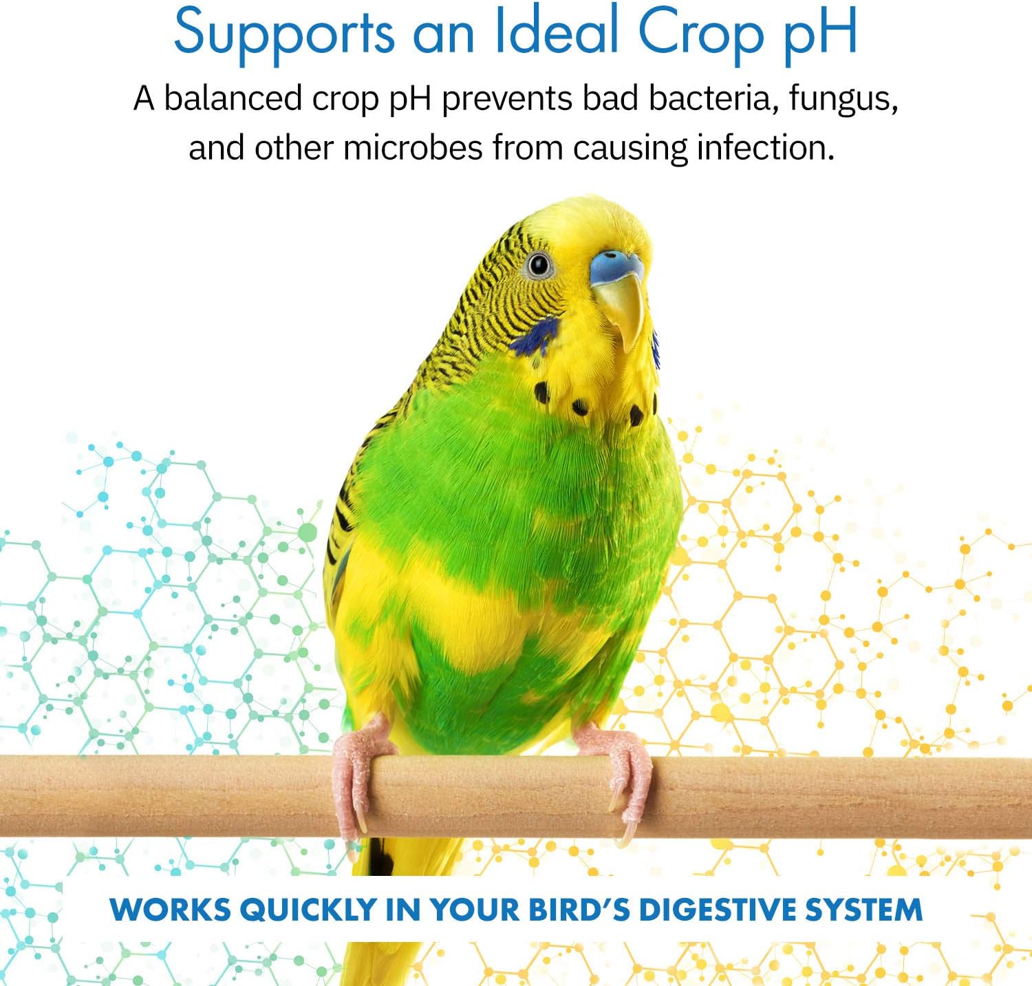HealthyGut™ Avian Probiotics Dietary Supplement for Parrots, All-Natural Digestive System Formula (120 Servings) - Happypetzone.online - Image 2