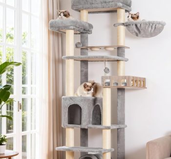 cat food for senior cats