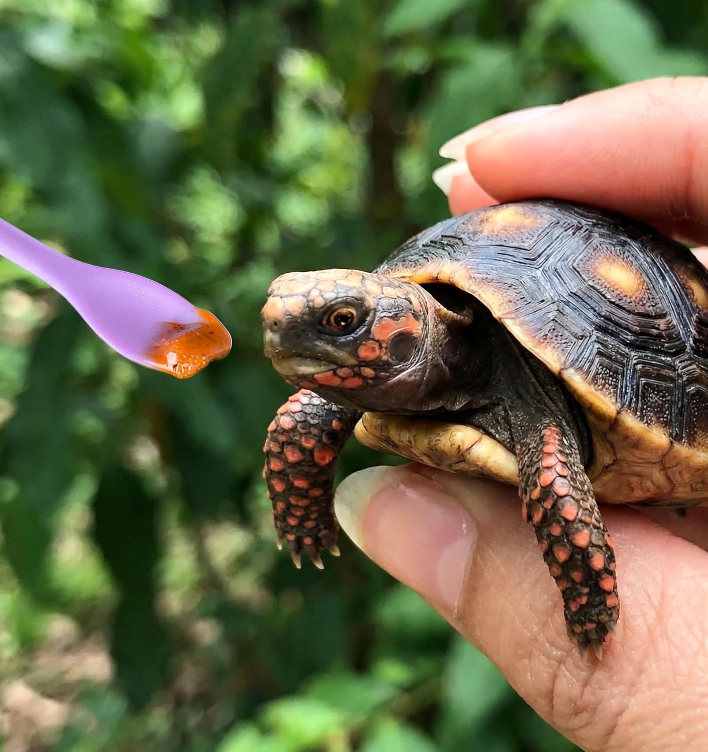 3 Pcs Reptile Spoon, Long Handle Feeding Tool, Suitable for Dust Reptile Food Fruit Mix Feeding, Lizard Gecko Bearded Dragon - Happypetzone.online - Image 5