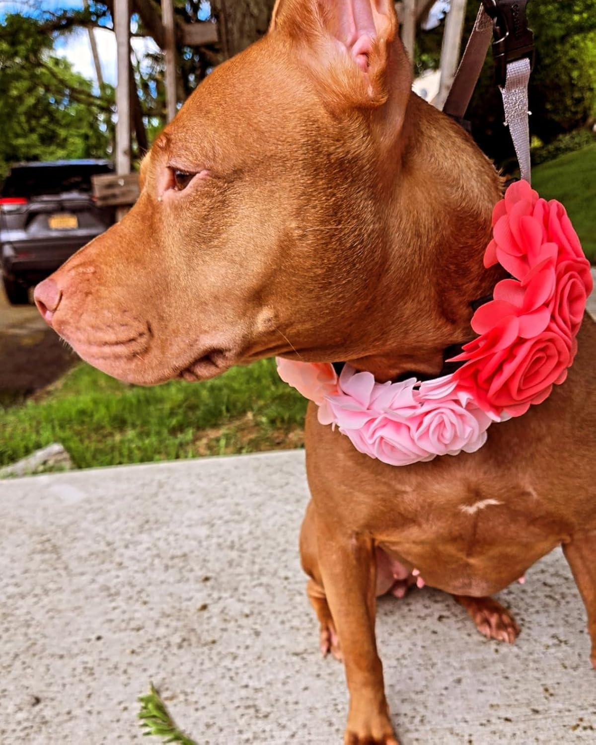 4 or 6 or 20PCS Dog Collar Large Flowers Pet Collar Charms Attachment for Small Medium Big Girl Female Cat Puppy Alpaca Rabbit Neck Bows Sliders Grooming Accessories - Happypetzone.online - Image 6