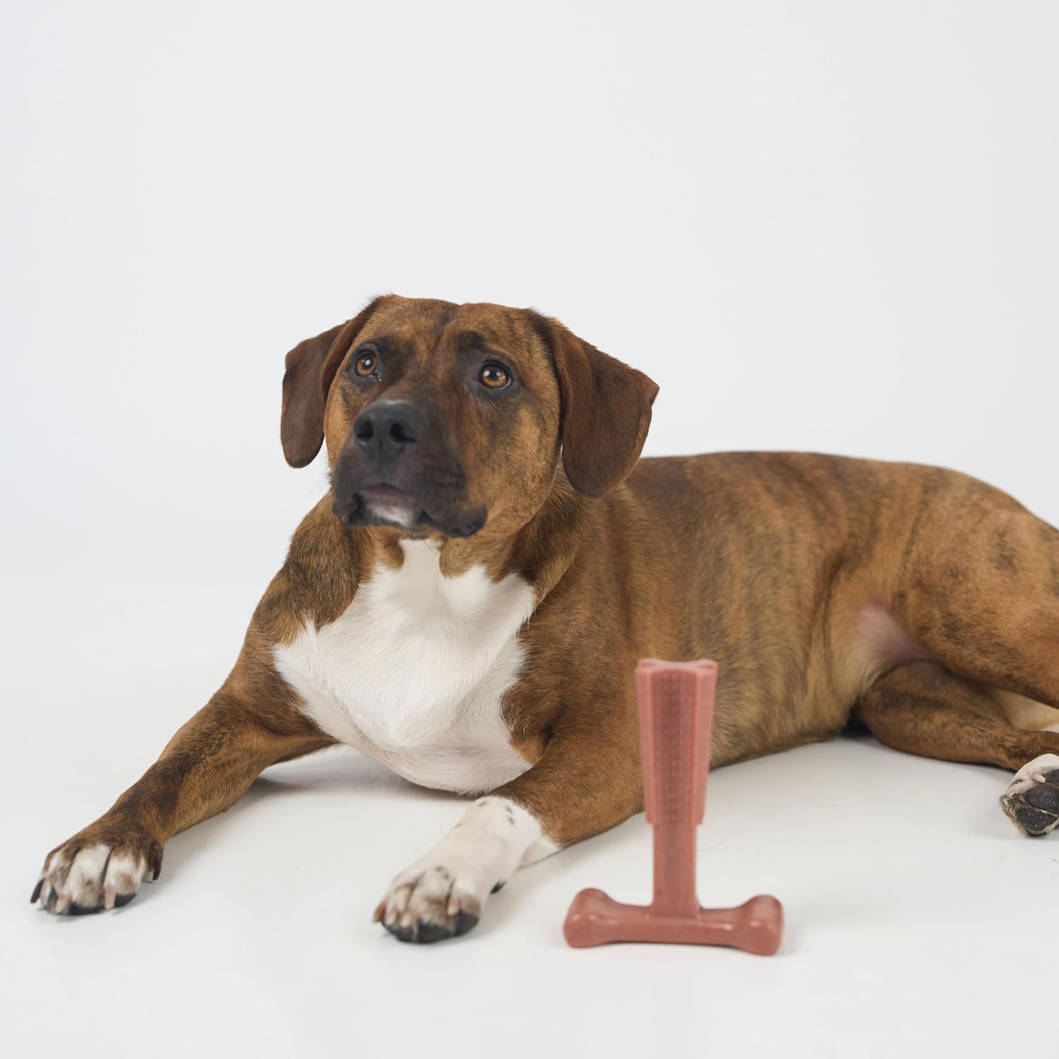 SPOT Bam-Bones Plus T Bone – Bamboo Fiber & Nylon Dog Chew Toy for Moderate to Aggressive Chewers, Durable Long Lasting & Non-Splintering, Beef Flavor Toy for Adult Dogs & Puppies Under 60 lbs, 6 in - Happypetzone.online - Image 12