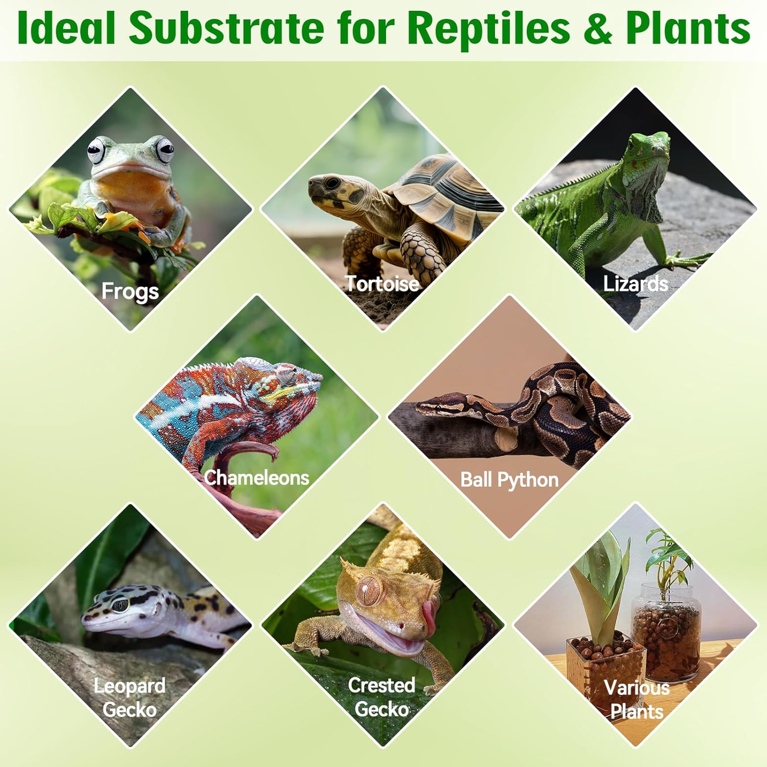 Halatool Reptile Substrate 2QT Clay Pebbles Terrarium Bedding for Reptiles Organic Clay Balls Bioactive Drainage Layer for Terrariums & Vivariums Leopard Gecko Tortoise Frog Lizard Ball Python - Happypetzone.online - Image 7