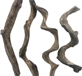 reptile climbing branch