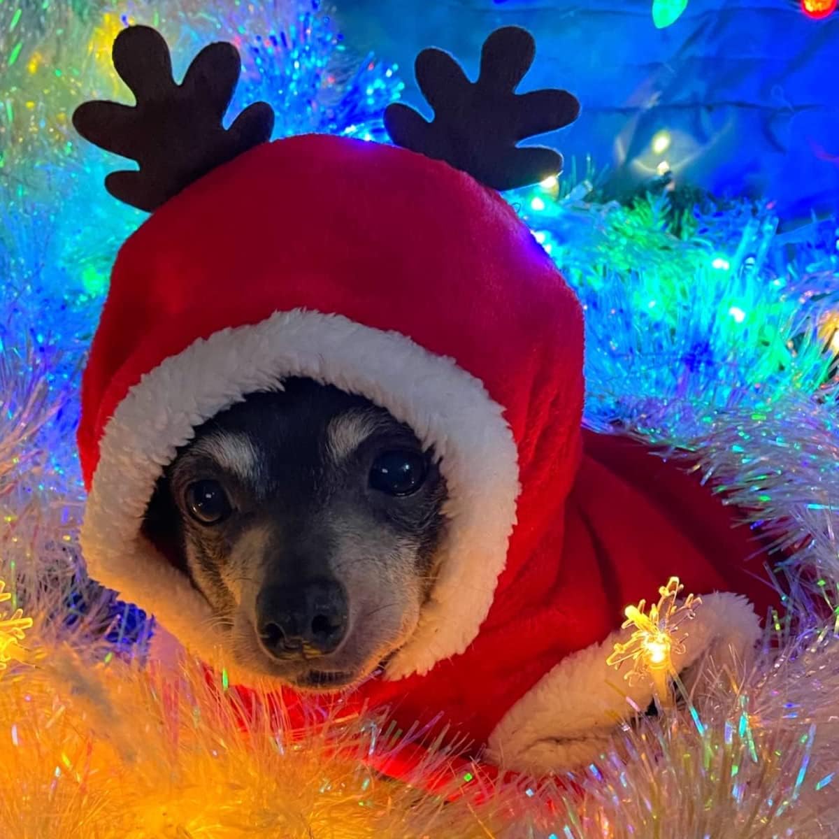 Dog Christmas Costumes, Pet Cold Weather Sweater Coat, Puppy Santa Claus Reindeer Outfit Winter Hoodie Warm Vest Clothes, Jumpsuit Apparel for Small Medium Dogs Cats Party Cosplay (Medium, Red) - Happypetzone.online - Image 7