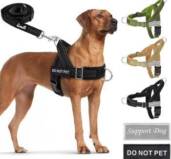 best dog harness for training