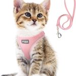 cat leash training