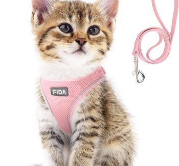 cat leash training