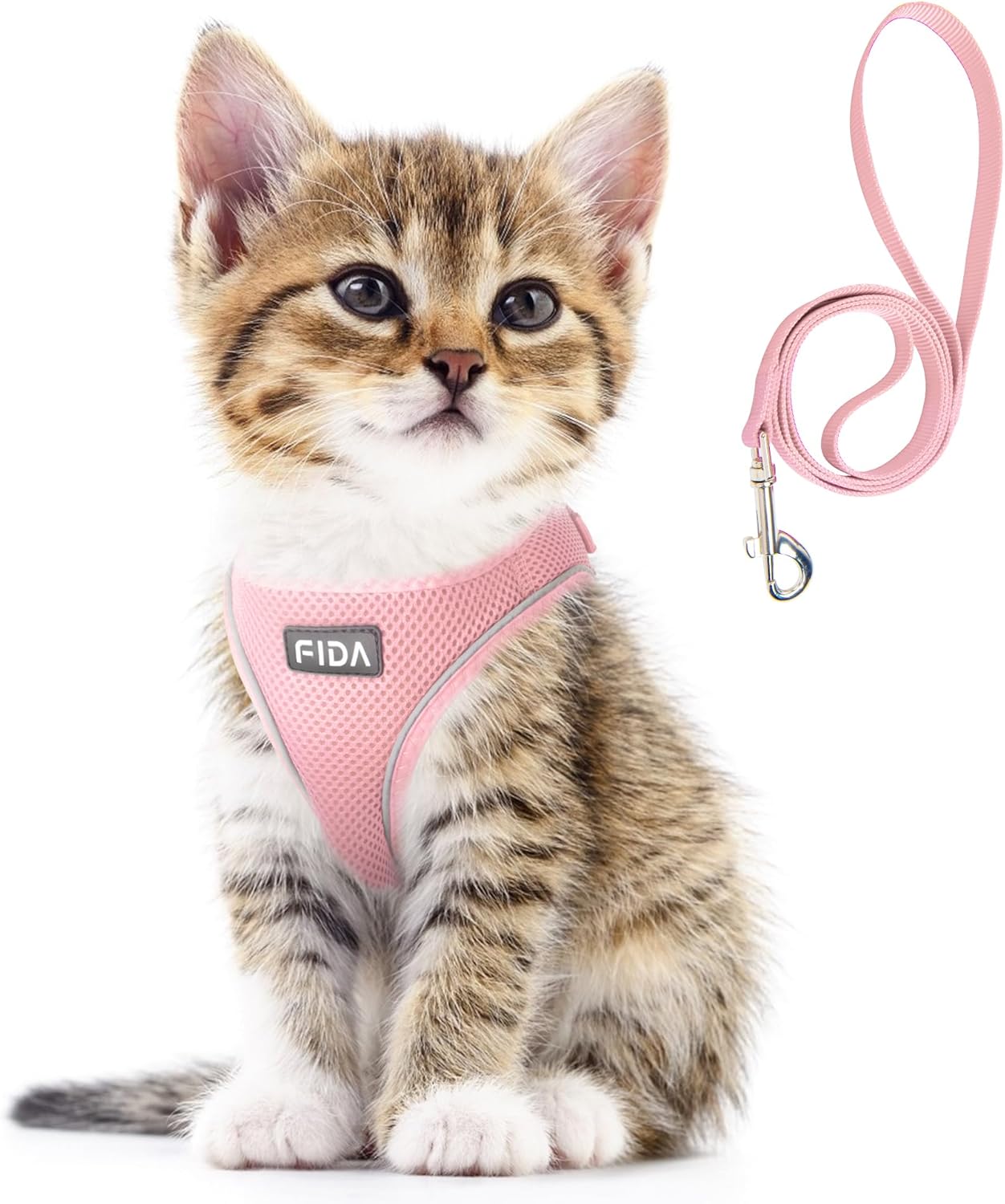 cat leash training