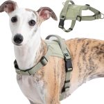 dog harness for small dogs
