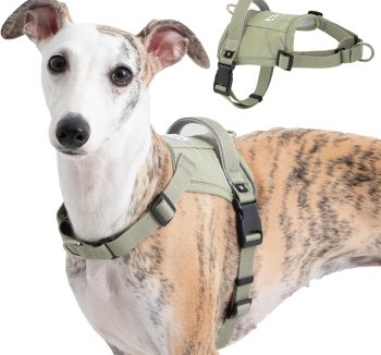 dog harness for small dogs