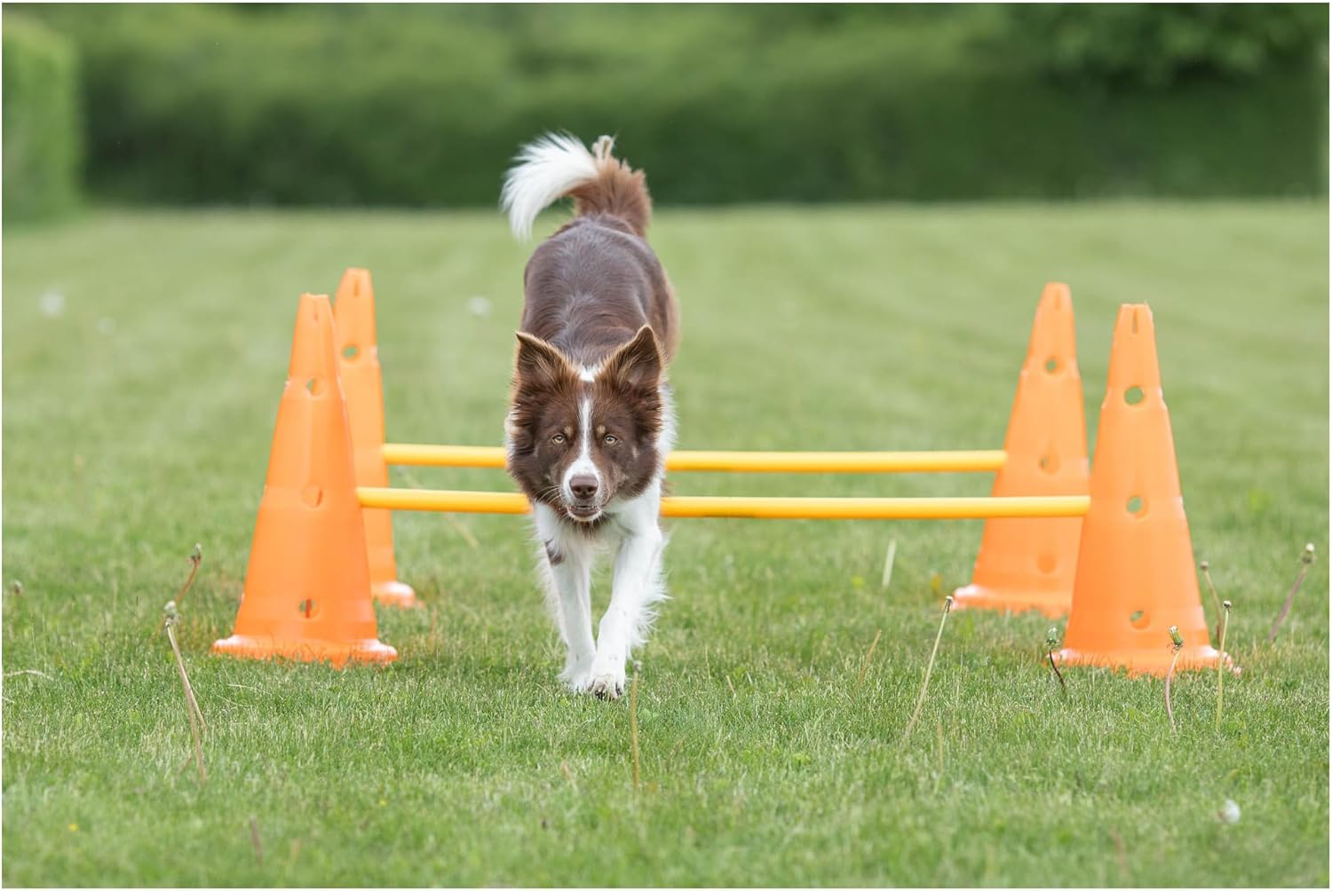 Trixie Dog Agility Hurdle Cone Set – Dog Agility Set with Height Adjustable Crossbar for Beginners & Advanced, Dog Agility Equipment for Dog Obstacle Courses – 6 x Cones, 3 x Agility Rods - Happypetzone.online - Image 7