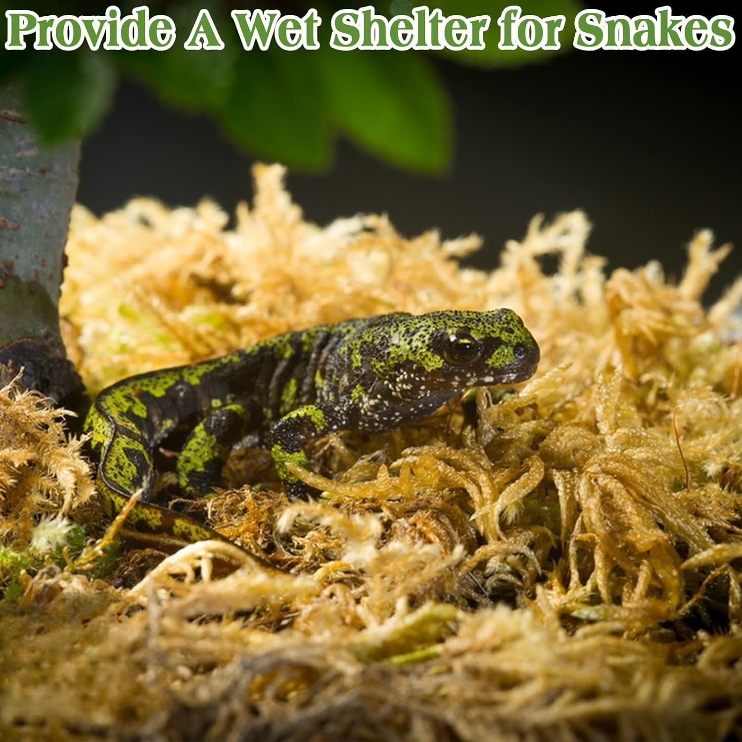 Halatool 3.5OZ Natural Sphagnum Moss for Reptiles Premium Reptile Moss Ideal Terrarium Moss for Box Turtles Hermit Crabs Leopard Gecko Snakes and Hamsters Enclosure - Happypetzone.online - Image 5