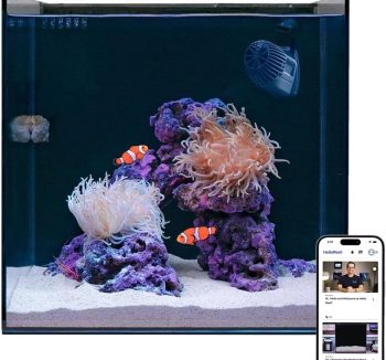saltwater aquarium tank