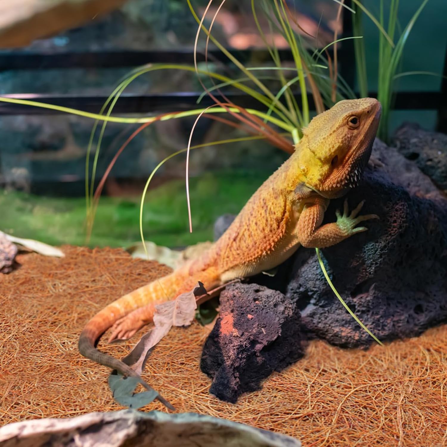 ZeeDix 3 Rolls Reptile Carpet, 24 x 48 inches Natural Coconut Fiber Liner Mat Flooring Accessories for Reptile Tank - Bearded Dragon Tortoise Lizard Turtle Snake Leopard Gecko Substrate Bedding - Happypetzone.online - Image 8