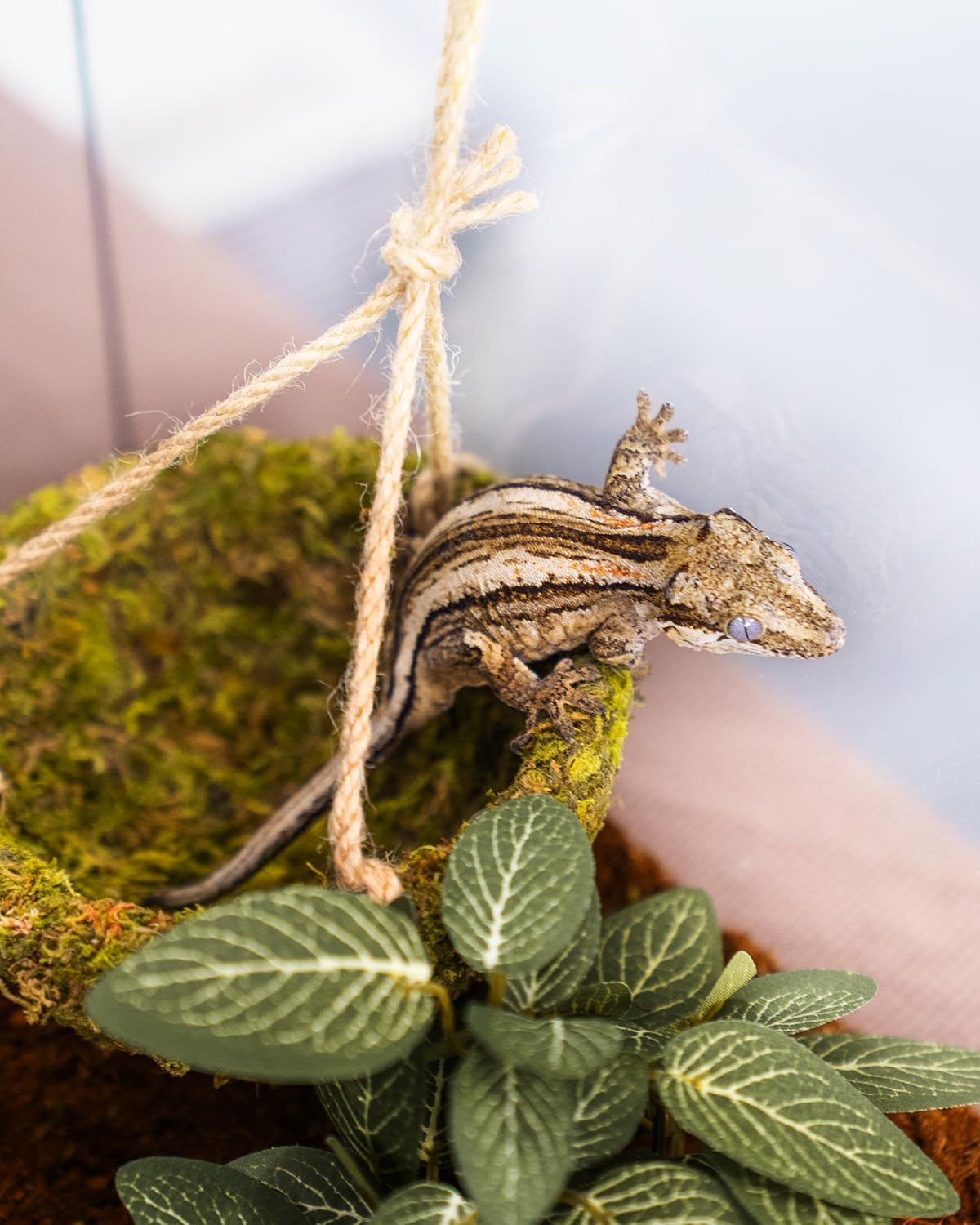 Handmade Crested Gecko Tank Decor – Hanging Shelter for Bearded Dragon Accessories, Reptile Hammock, Hermit Crab, Snake and Other Small Reptiles - Happypetzone.online - Image 8