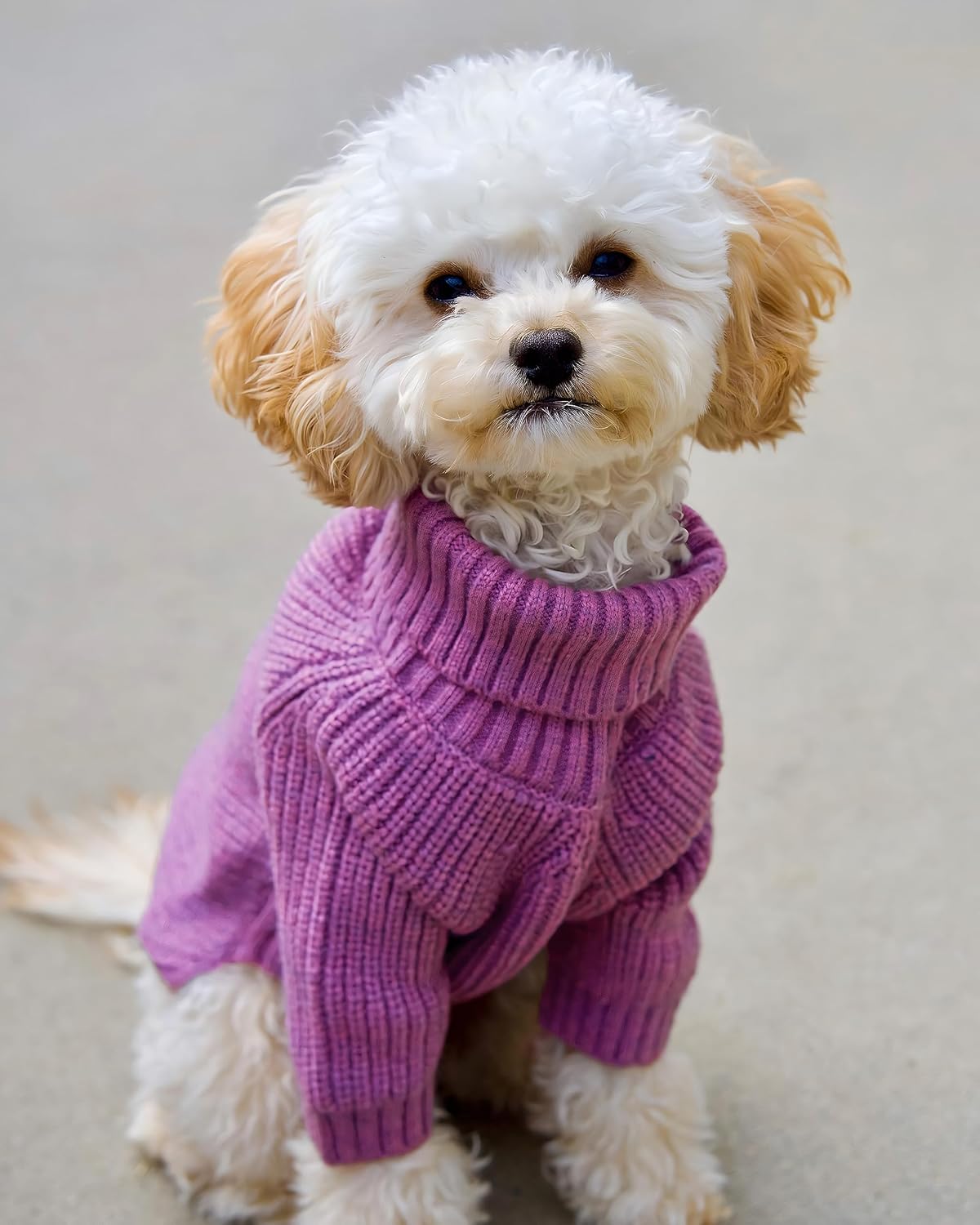 Fitwarm Thermal Knitted Dog Sweater Doggy Winter Coat Pet Clothes Doggie Turtleneck Jacket Puppy Outfits Cat Sweatsuit Lavender Purple Medium - Happypetzone.online - Image 3