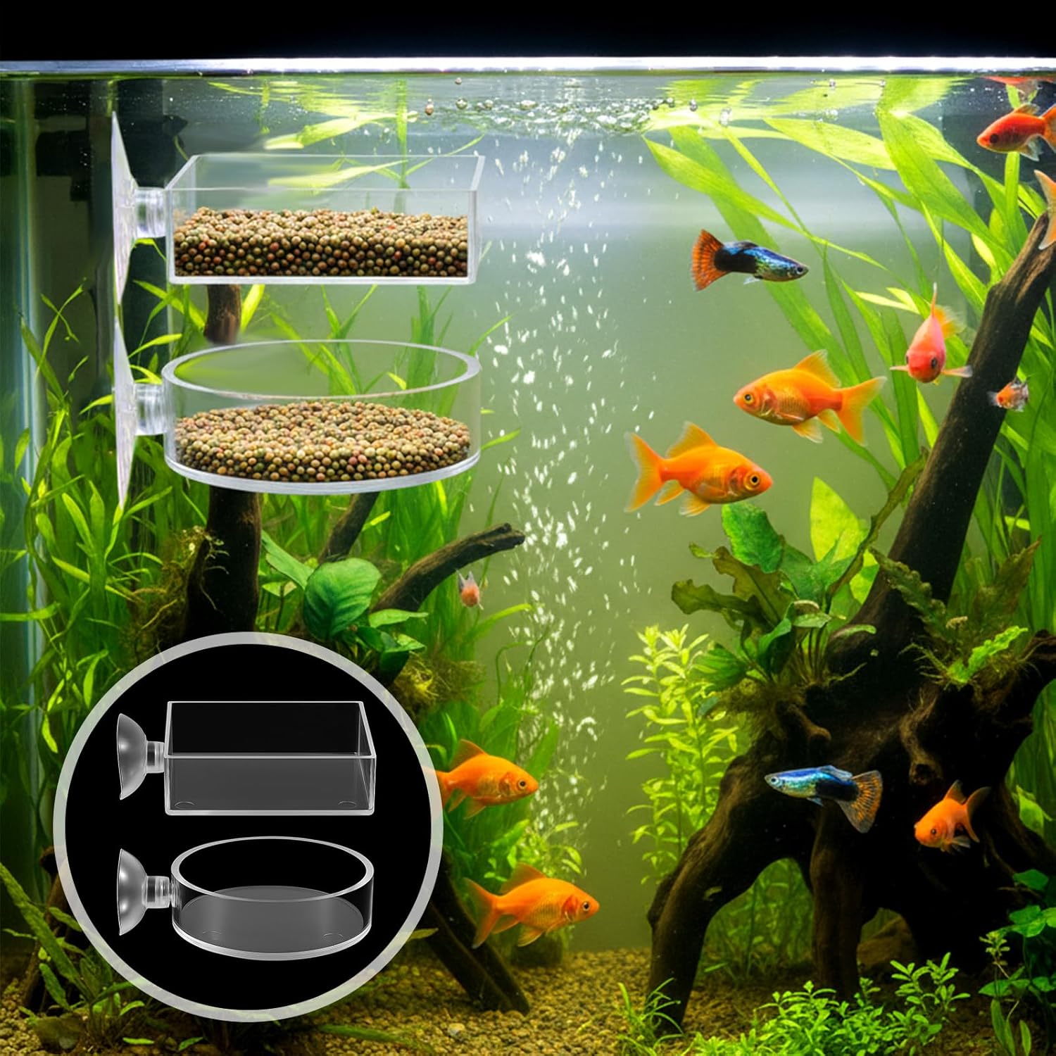 2Pcs Shrimp Feeding Dish, Aquarium Feeding Dish with Suction Cup Acrylic Fish Food Feeder for Freshwater and Saltwater Tanks Round and Square - Happypetzone.online - Image 6