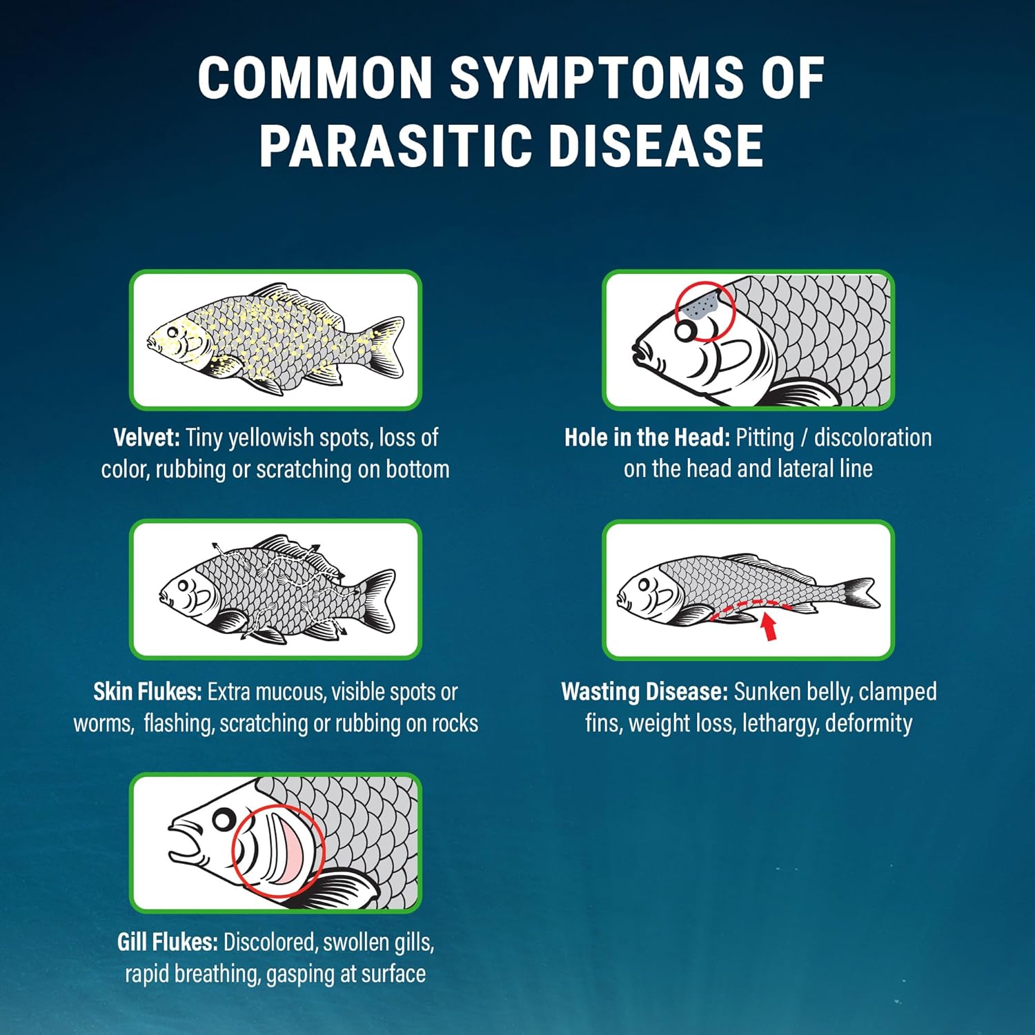 Fritz Aquatics ParaCleanse Provides Fast Relief from Parasitic Diseases (20-Count) - Happypetzone.online - Image 4