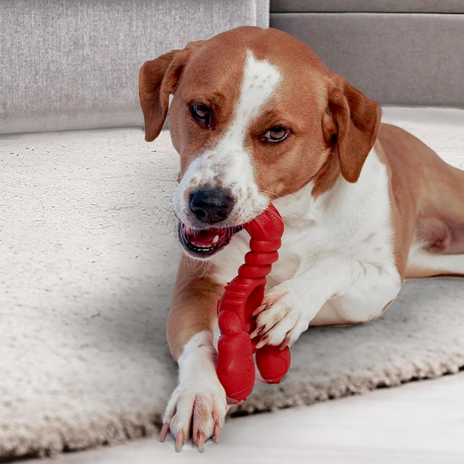 Nylabone Lobster Power Chew Toy for Dogs, Dog Toys for Aggressive Chewers, Filet Mignon Flavor, X-Large Dogs - 50+ lbs, 1 Count - Happypetzone.online - Image 9