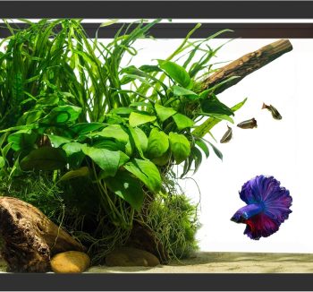 fish tank aquarium