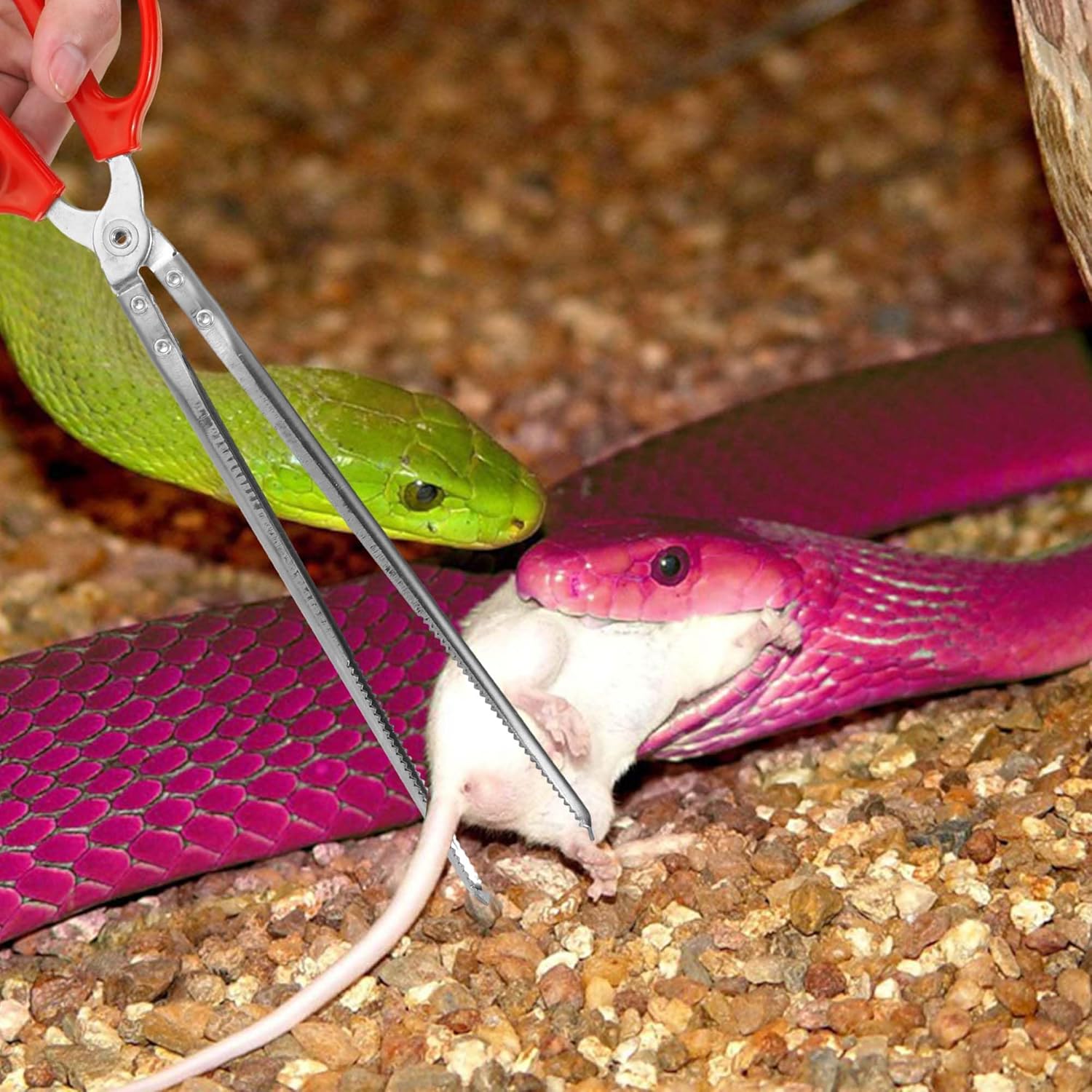 Snake Feeding Tongs,15 Inch Reptile Feeding Tongs,Extra Long Large Tweezers for Corn Ball Python Accessories,Bearded Dragon Tank Accessories,Pet Terrarium Supplies for Leopard Crested Gecko,Lizard - Happypetzone.online - Image 7