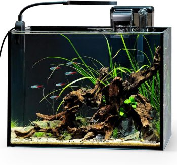 fish tank for beginners