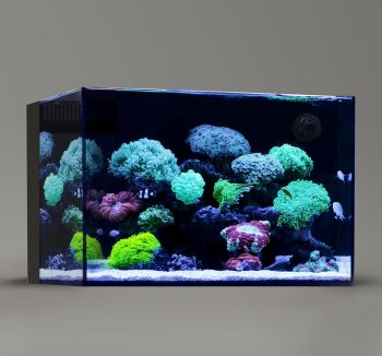 saltwater aquarium tank