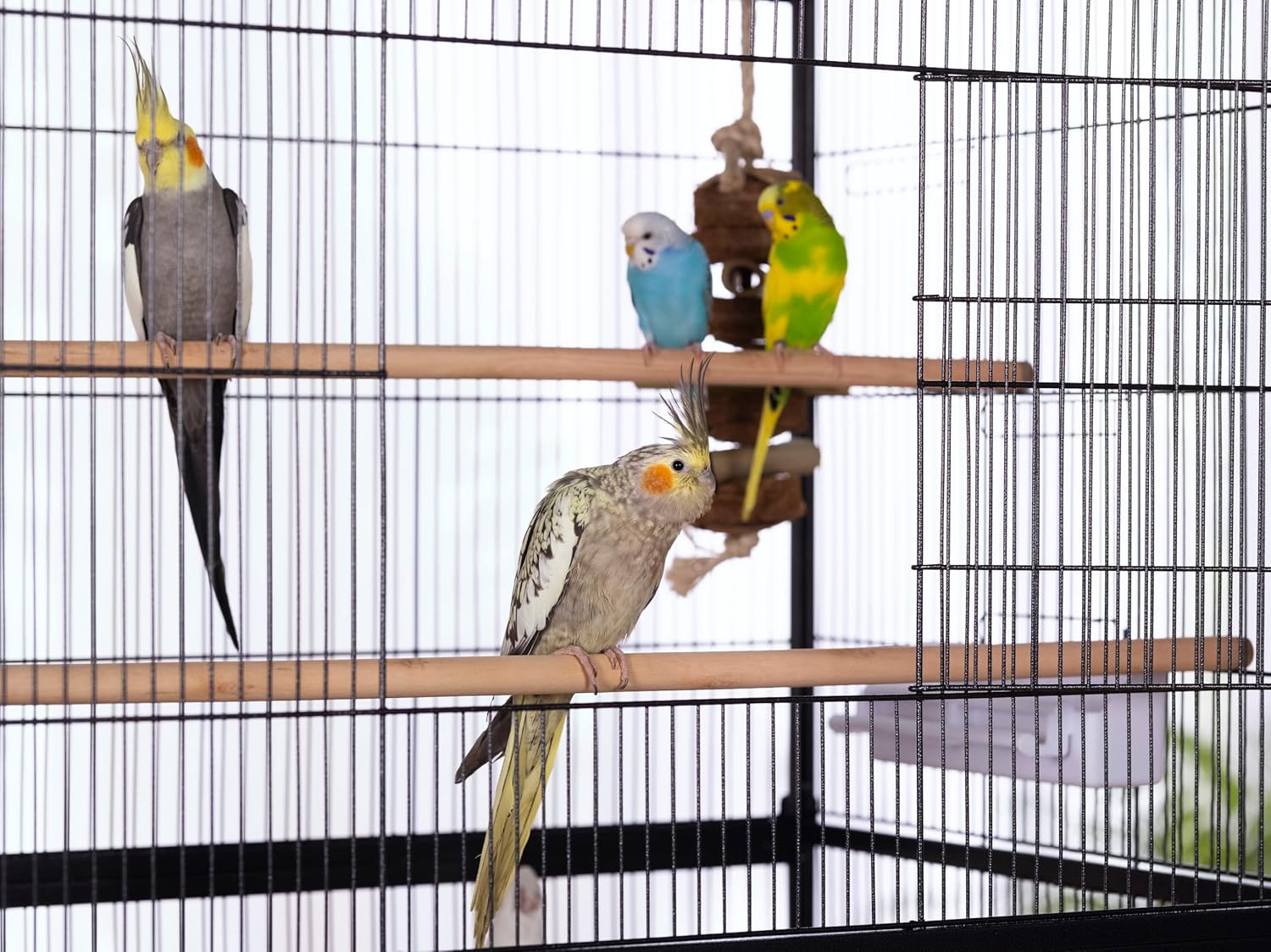 Prevue Pet Products Steel Bird Flight Cage with Wheels - Large Birdcage for Parakeets, Canaries, Finches, Cockatiels, Lovebirds, & Green Cheek, Metal Standing Birdcage - Black, Large - Happypetzone.online - Image 2