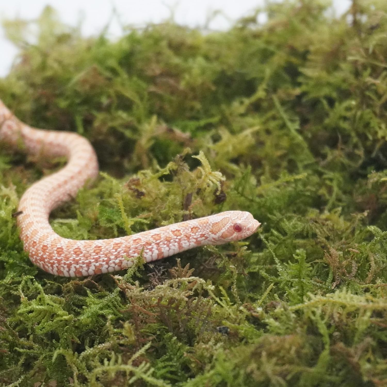 Snake Bedding 8oz Natural Substrate, Humidity Control Reptile Tank Litter for Corn Snakes, Geckos & Small Reptiles, Odor Control Pet Tank Accessories - Happypetzone.online - Image 3