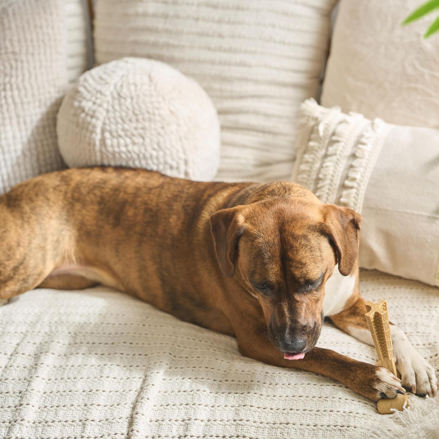 SPOT Bam-Bones Plus T-Bone Dog Chew Toy, Bamboo Fiber & Nylon, Chicken Flavor, Durable Non-Splintering Chew for Moderate to Aggressive Chewers, Dogs 30-60 lbs, 6 Inch - Happypetzone.online - Image 11