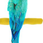 bird perch comfortable grip