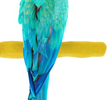 bird perch comfortable grip