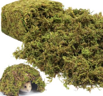 reptile natural habitat bedding