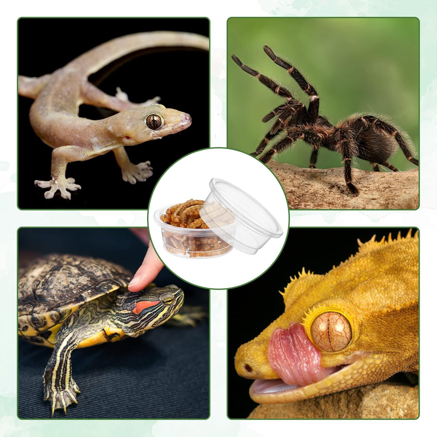 EBOOT 500 Pcs Plastic Feeder Cups - Reptile Water & Food Bowls for Gecko, Lizards, Tarantula & Other Small Pets (0.5oz) - Happypetzone.online - Image 5