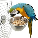 bird food for parrots