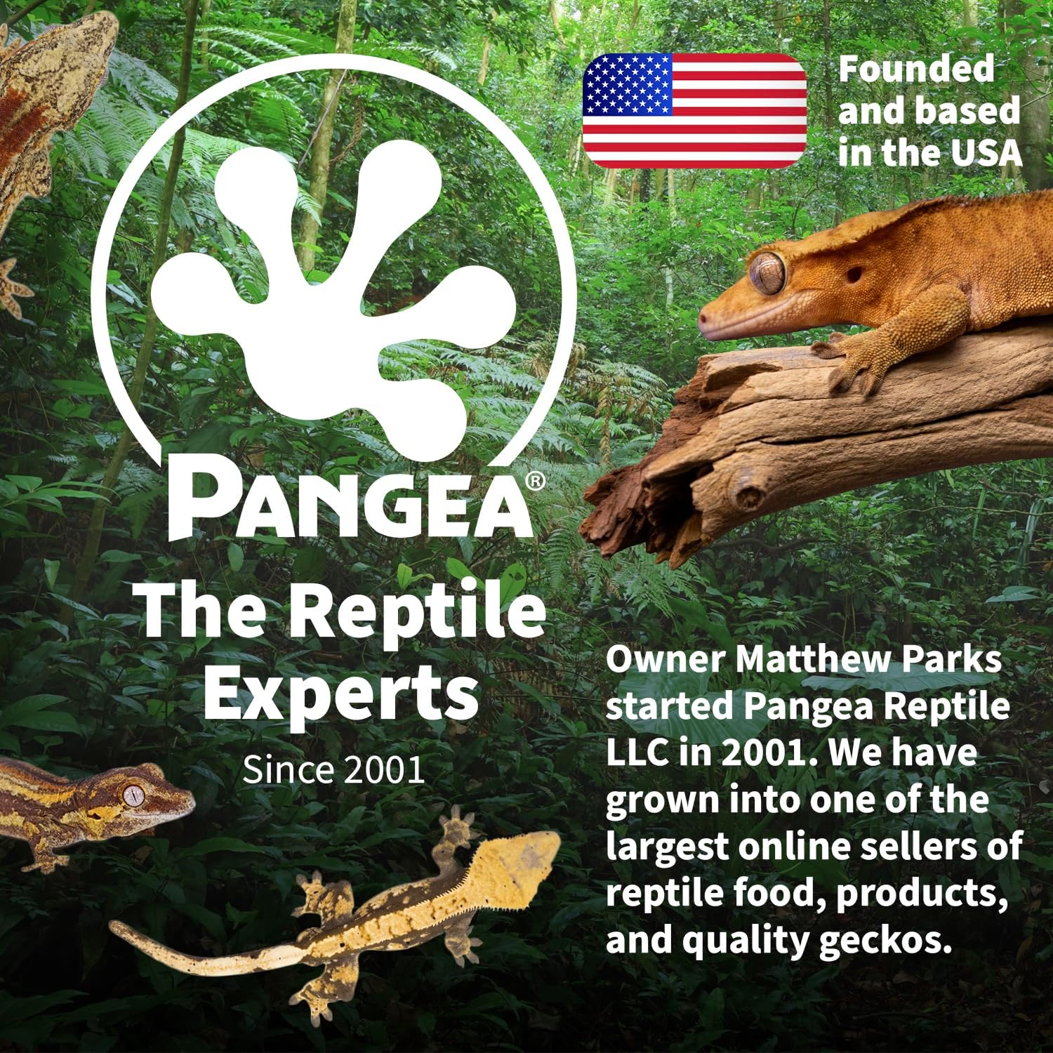 Pangea Large 1.5oz Paper Crested Gecko Food & Water Cups, 100 ct. - Mini Bowls for Reptile Feeding - Happypetzone.online - Image 8
