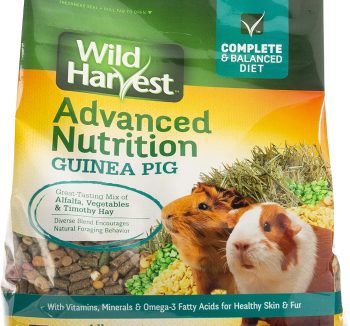 guinea pig food