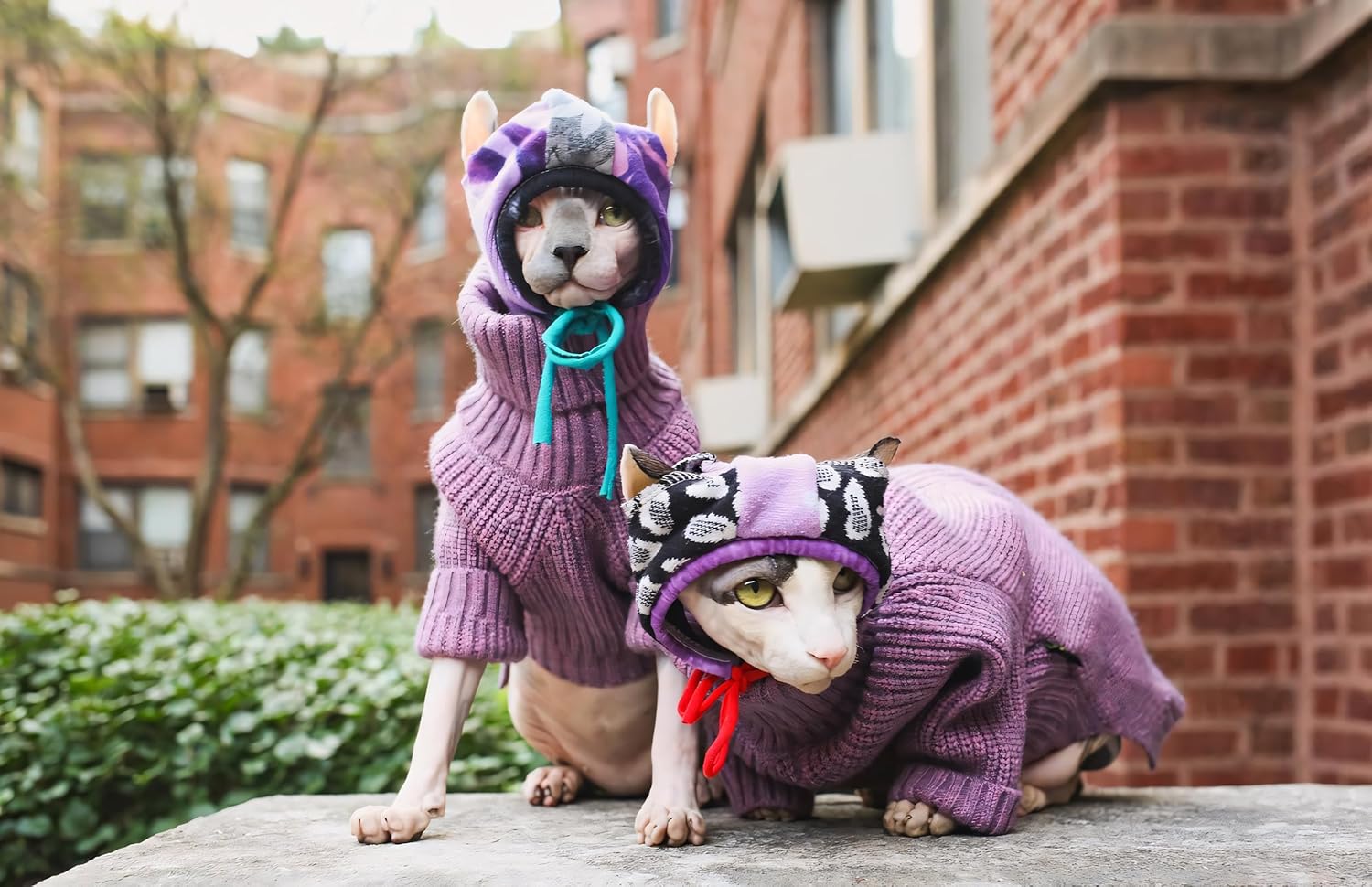Fitwarm Thermal Knitted Dog Sweater Doggy Winter Coat Pet Clothes Doggie Turtleneck Jacket Puppy Outfits Cat Sweatsuit Lavender Purple Medium - Happypetzone.online - Image 2