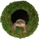 reptile habitat enrichment
