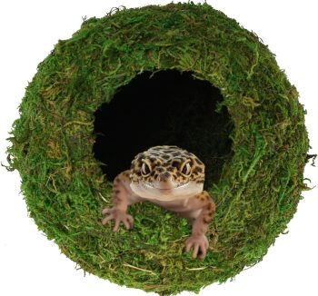 reptile habitat enrichment