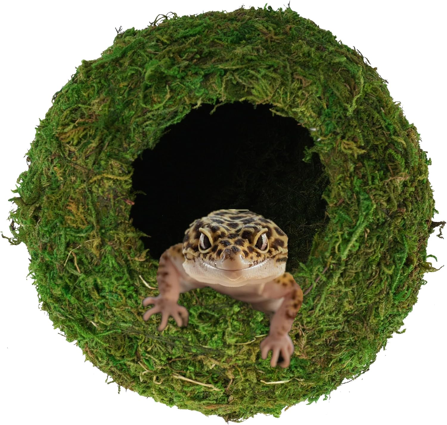 reptile habitat enrichment