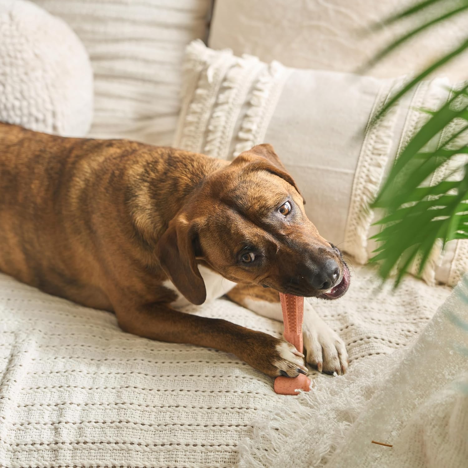 SPOT Bam-Bones Plus T Bone – Bamboo Fiber & Nylon Dog Chew Toy for Moderate to Aggressive Chewers, Durable Long Lasting & Non-Splintering, Beef Flavor Toy for Adult Dogs & Puppies Under 60 lbs, 6 in - Happypetzone.online - Image 14