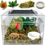 lizard terrarium setup