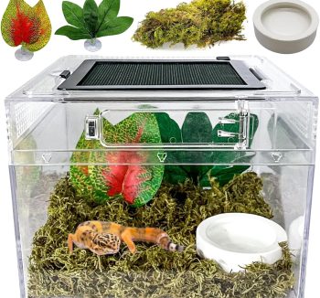 lizard terrarium setup
